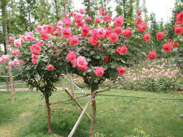 戴安娜玫瑰花的花语是什么？