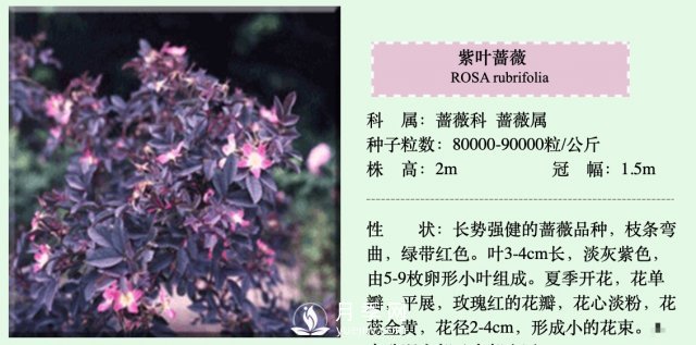 月季、蔷薇开花还“结果”，微型月季盆栽放阳台，1年开花300天(图4)