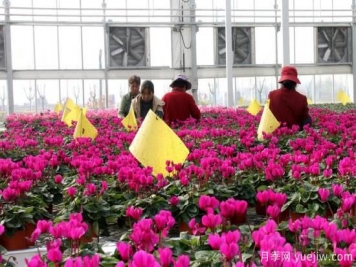 扬州高邮：每天发货30万株，花工厂绽放乡村振兴致富花