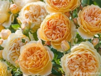 大花香水月季的养护方法，分享10种花香飘满屋