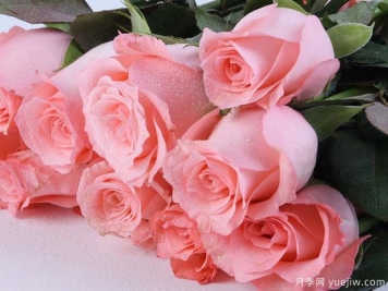 戴安娜玫瑰的花语是什么？有图片的更好？