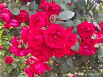 6款红色系的藤本月季品种，适合打造网红花墙