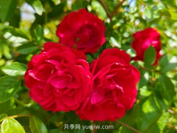 月季红木香爆花机器，花艳丽花量大花期长