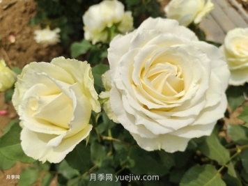 十一朵白玫瑰的花语和寓意