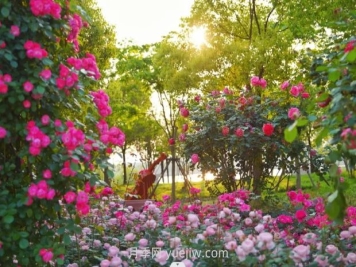 上海前滩休闲公园，月季花海盛景等你赏