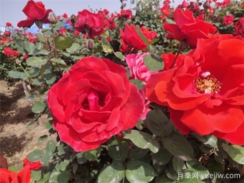 月季、玫瑰、蔷薇分别是什么？如何区别？